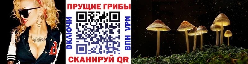 Псилоцибиновые грибы GOLDEN TEACHER  Тимашёвск 